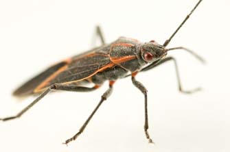 Box Elder Bug