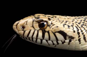 Bull Snake