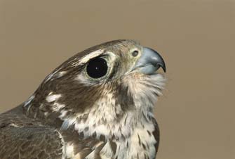 Prairie Falcon