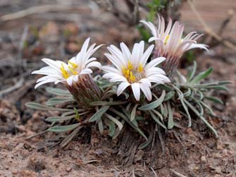 Easter Daisy