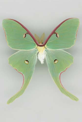 Actias Luna