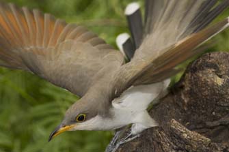 Cuckoo