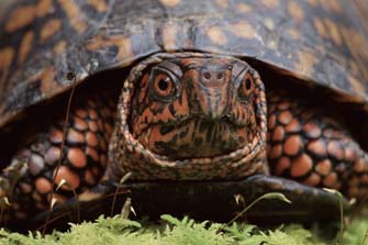 Turtle