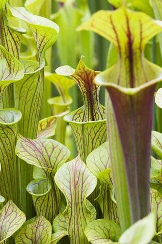 Pitcher Plant