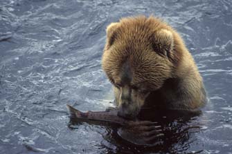 Grizzly Bear