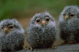 Elf Owl