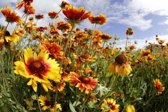 Blanket Flower