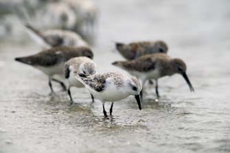 Sandlings
