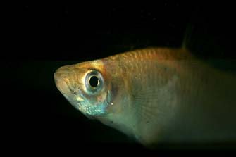 Mosquito Fish