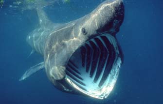 Basking Shark