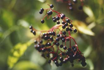 Elderberries