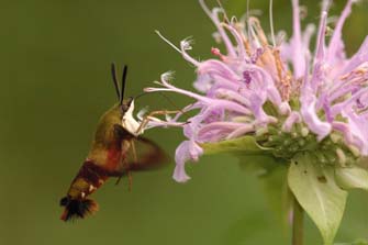Hummingbird Moths