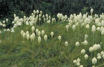 Beargrass