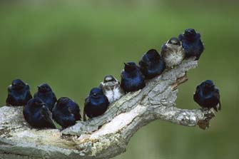 Purple Martins