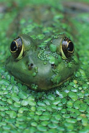 Green Frog