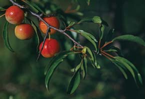 American plum shrubs 