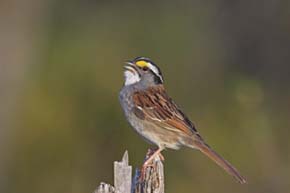 White-throated Sparrow