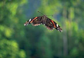 Red admiral butterflies
