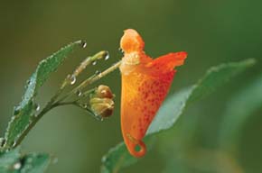 Spotted Jewelweed