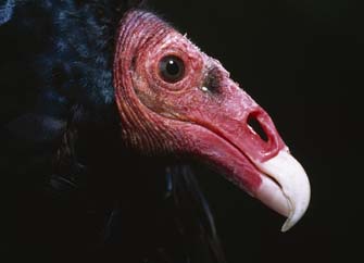 Turkey Vulture