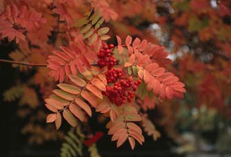 Mountain Ash