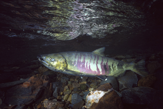 Chum Salmon