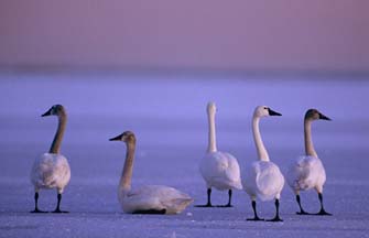 Tundra Swans