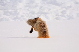 Red Fox