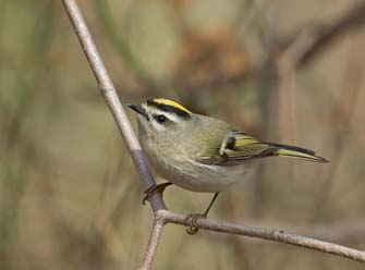 Golden-crowned Kinglet