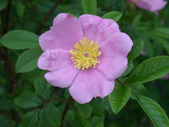 Swamp Rose