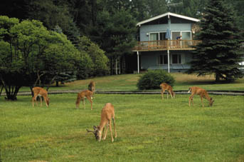 White-tailed deer in suburban America