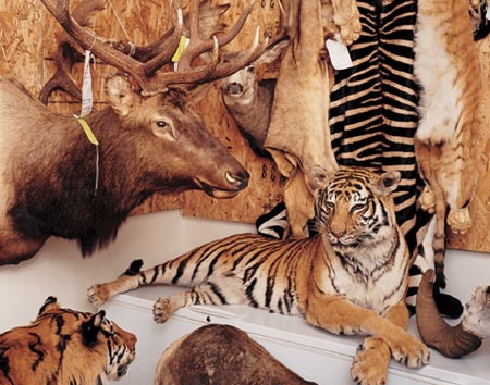 Mounted tiger and illegal trophies