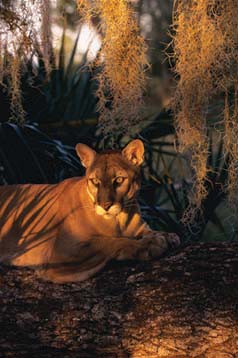 Florida Panther
