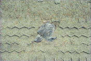 Least Tern killed by ORV