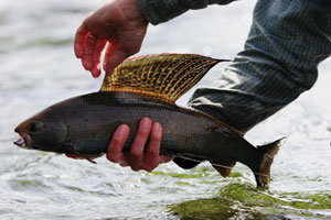 Fluvial grayling