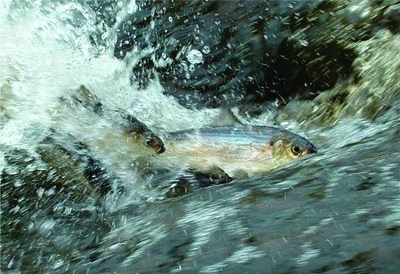 River Herring