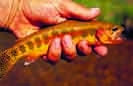 Golden Trout