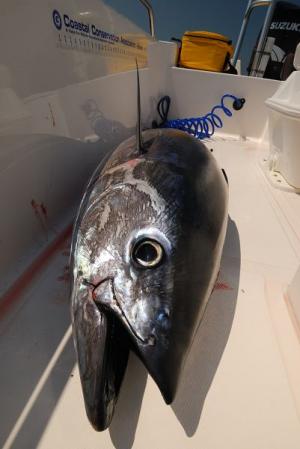 Tuna caught in Maine waters