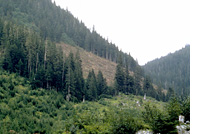 Tongass National Forest, Alaska
